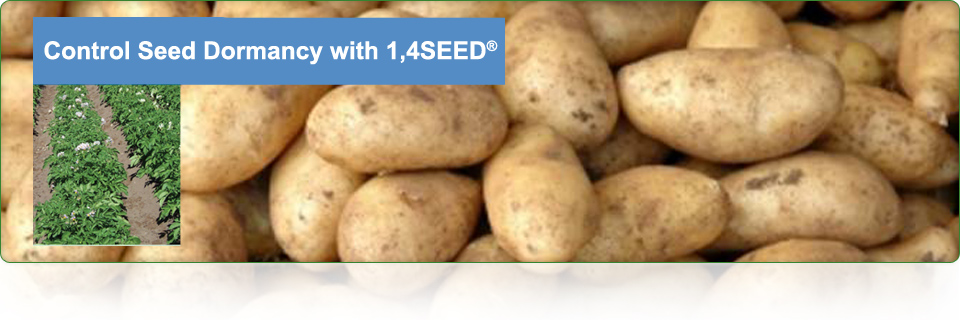 14 Seed | 14 Seed